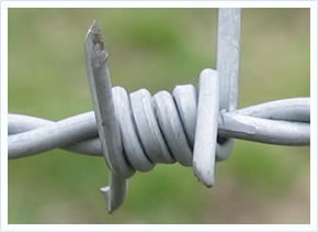 Barbed Wire in the Philippines